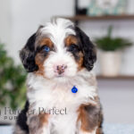 Barrett | Blue Merle & Tan Bernedoodle for sale
