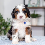 Barrett | Blue Merle & Tan Bernedoodle for sale