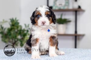 Barrett Male Bernedoodle
