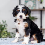 Betsy | Tri Bernedoodle for sale