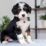 Betsy | Tri Bernedoodle for sale
