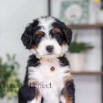 Betsy | Tri Bernedoodle for sale