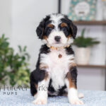 Betsy | Tri Bernedoodle for sale