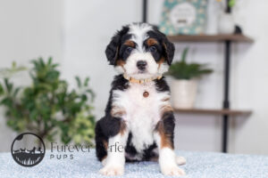 Betsy Male Bernedoodle