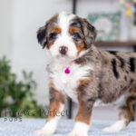 Bianca | Blue Merle & Tan Bernedoodle for sale