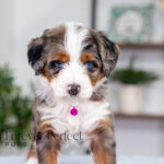 Bianca | Blue Merle & Tan Bernedoodle for sale