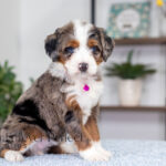 Bianca | Blue Merle & Tan Bernedoodle for sale