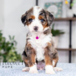 Bianca | Blue Merle & Tan Bernedoodle for sale