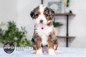 Bianca Female Bernedoodle