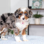 Bliss | Blue Merle & Tan Bernedoodle for sale
