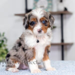 Bliss | Blue Merle & Tan Bernedoodle for sale