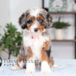 Bliss | Blue Merle & Tan Bernedoodle for sale