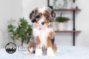 Bliss Female Bernedoodle