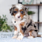 Bliss | Blue Merle & Tan Bernedoodle for sale