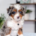 Bliss | Blue Merle & Tan Bernedoodle for sale