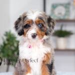 Bliss | Blue Merle & Tan Bernedoodle for sale