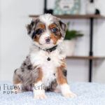 Bliss | Blue Merle & Tan Bernedoodle for sale