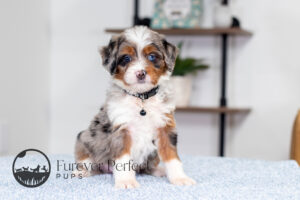 Bliss Female Bernedoodle