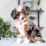 Bliss | Blue Merle & Tan Bernedoodle for sale