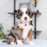 Blossom | Blue Merle & Tan Bernedoodle for sale