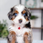 Blossom | Blue Merle & Tan Bernedoodle for sale