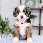 Blossom | Blue Merle & Tan Bernedoodle for sale