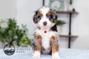 Blossom Female Bernedoodle