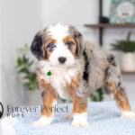 Bonnie | Blue Merle & Tan Bernedoodle for sale