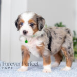 Bonnie | Blue Merle & Tan Bernedoodle for sale