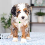 Bonnie | Blue Merle & Tan Bernedoodle for sale
