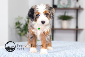 Bonnie Female Bernedoodle