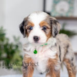 Bonnie | Blue Merle & Tan Bernedoodle for sale