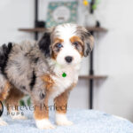 Bonnie | Blue Merle & Tan Bernedoodle for sale