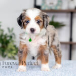 Bonnie | Blue Merle & Tan Bernedoodle for sale