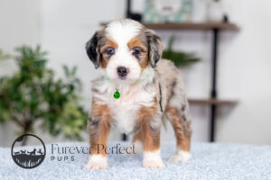 Bonnie Female Bernedoodle