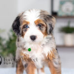Bonnie | Blue Merle & Tan Bernedoodle for sale