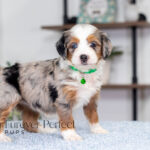 Bonnie | Blue Merle & Tan Bernedoodle for sale