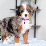 Brielle | Blue Merle & Tan Bernedoodle for sale
