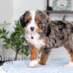 Brielle | Blue Merle & Tan Bernedoodle for sale