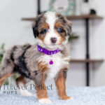 Brielle | Blue Merle & Tan Bernedoodle for sale