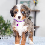 Brielle | Blue Merle & Tan Bernedoodle for sale