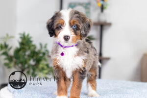 Brielle Female Bernedoodle