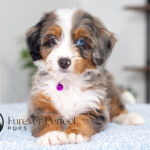 Brielle | Blue Merle & Tan Bernedoodle for sale