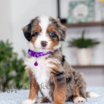 Brielle | Blue Merle & Tan Bernedoodle for sale