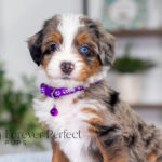 Brielle | Blue Merle & Tan Bernedoodle for sale