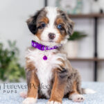 Brielle | Blue Merle & Tan Bernedoodle for sale