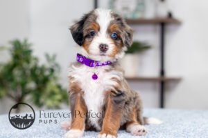 Brielle Female Bernedoodle