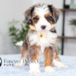 Brooklyn | Blue Merle & Tan Bernedoodle for sale