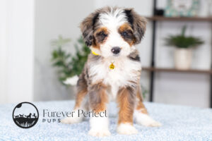 Brooklyn Female Bernedoodle