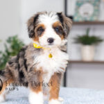 Brooklyn | Blue Merle & Tan Bernedoodle for sale